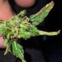 WiadroSKN420